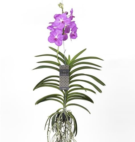 Plant in a Box - Vanda Magic XXL – Rosa – Höhe 90 cm