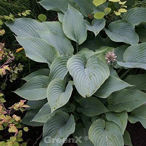 Berg Funkie - Hosta montana - lebende Gartenpflanze aus den Baumschulen