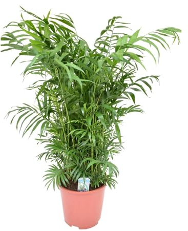 Plant in a Box - Chamaedorea elegans - Palmier nain - Véritable plante d'intérieur - Pot de 20cm - Hauteur de 80-90cm