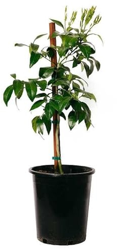 Pomelo Natural en Maceta Fácil de Cosechar - Árbol Frutal Cítrico