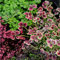 700 pcs samen glücksklee pflanze im topf deko pflanzen garten geschenke für frauen Seltene Pflanzen serie, gewächshaus balkon seeds plant zimmerbonsai bonsai kleine geschenke
