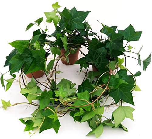 POWERS TO FLOWERS - EDERA A FOGLIA GRANDE VERDE, 3 PIANTE VASO 13CM, Piante vere