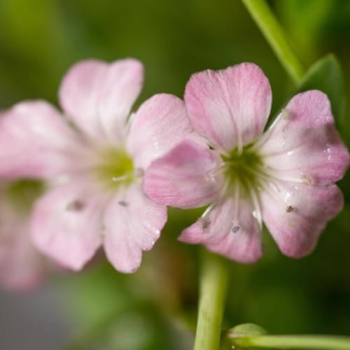 6 x Gypsophile rampant 'Rosea' - Gypsophila Repens 'Rosea' - Godet 9x9cm - Fleurs roses, tapissant, bordures