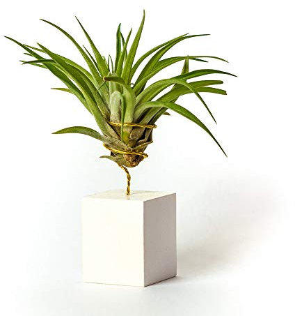 Plantas de interior para decorar la oficina escritorio estudio fáciles de cuidar Tillandsia Velutina (Soporte Incluido) (Blanco)