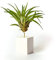 Plantas de interior para decorar la oficina escritorio estudio fáciles de cuidar Tillandsia Velutina (Soporte Incluido) (Blanco)