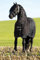 Rambo Stalldecke 200g 72 schwarz/schwarz