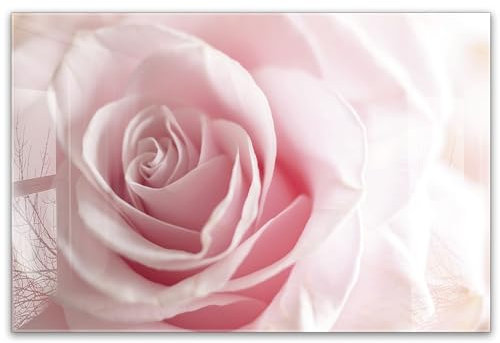 timalo Küchenbild aus Acrylglas modernes Wandbild Glasbild Deko Küche XXL Bild wie Glas | 60x40cm Rosa Rose, Blumen, Natur