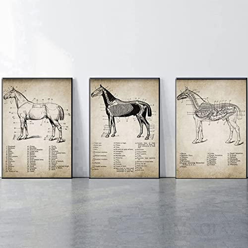 HMXQLW Leinwand Bild Pferd Anatomie Illustration Bilder Wohnzimmer Deko, Leinwand Bilder Poster und Drucke Wandkunst Malerei Schlafzimmer Wohnzimmer Rahmenlos (3X20X30CM)