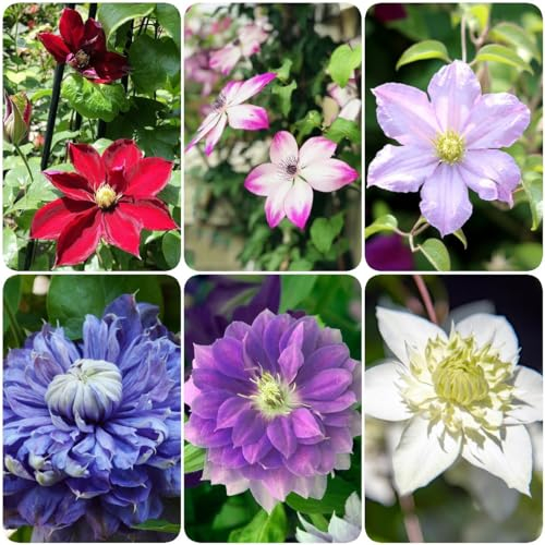 12 pcs clematis blumen zwiebeln - flowers pflanztopf gartenarbeit winterharte balkonpflanzen,Clematis florida, dekoration plant frühlingsblüher zwiebeln garten geschenke