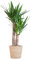 Yucca Elephantipes con cesto Sofia naturale - 80-90cm - Ø21cm - Pianta d'appartamento - Sempreverde