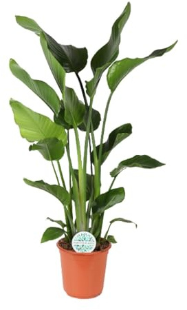 Strelitzia Nicolai - 100-110cm - Ø24cm - Zimmerpflanze - Immergrün