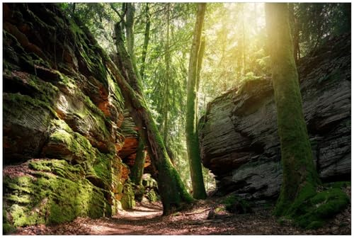 Wallario Küchenrückwand selbstklebend 90 x 60 cm, Motiv: Moosbewachsener Waldpfad im Sonnenlicht | Spritzschutz abwischbar & pflegeleicht