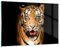 Wandbilder Dekoration Wohnzimmer tiger tier Bilder auf Glas 120x80cm Glasbild Schlafzimmer Küche Deko Wand Kunstdruck Art Groß XXL Wanddeko Bild im Glas Modern Wall Decor Glasdruck GAA120x80-4103