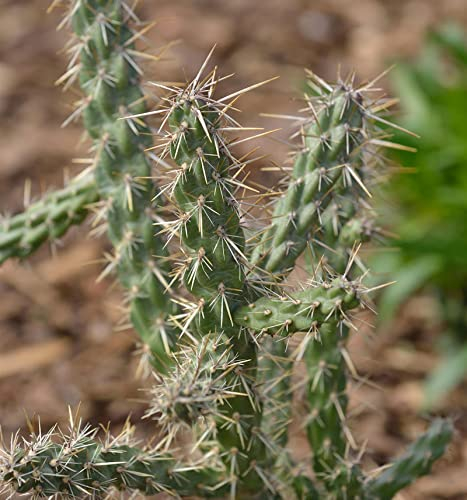 Winterharter Feigenkaktus - Opuntia imbricata