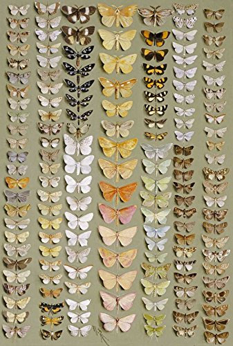 Feeling at home KUNSTDRUCK auf MATTE PAPIER 220gr Einhundertfünfundfünfzig Motten Rowan Marian Ellis - Tiere vertikale Poster Tiere Insekten Wildlife Bugs Bild auf Papier cm_96_X_66