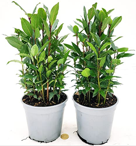 POWERS TO FLOWERS - ALLORO, VASO 14 CM, 2 PIANTE, pianta vera