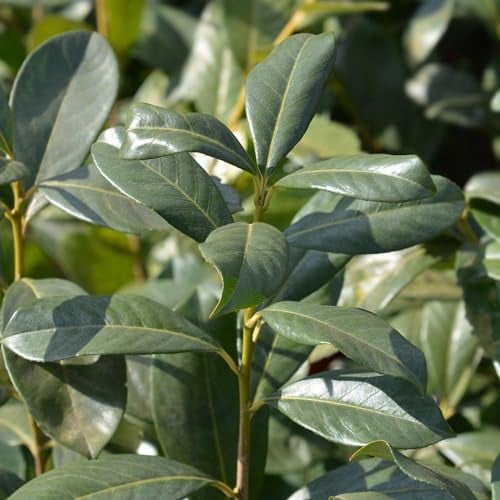 150 pcs lorbeer pflanze samen, hochbeet samen, exotische pflanzen winterhart lorbeerbaum - Laurus nobilis - samen balkon, topfpflanzen für draußen bodendecker winterhart, zimmerpflanze