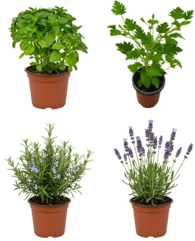 Pack Rincón Verde Antimosquitos de 4 Aromáticas DECOALIVE | Geranio Citronela, Romero, Lavanda y Albahaca Estrecha