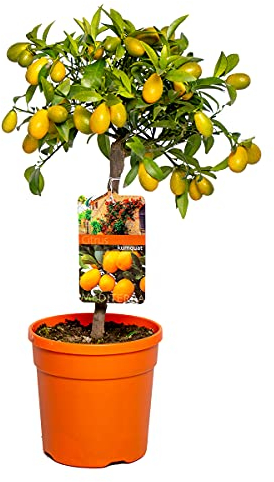Citrus Margarita 'Kumquat' - Naranjo - Árbol frutal - Hoja perenne - Diámetro 19 cm - Altura 50-60 cm
