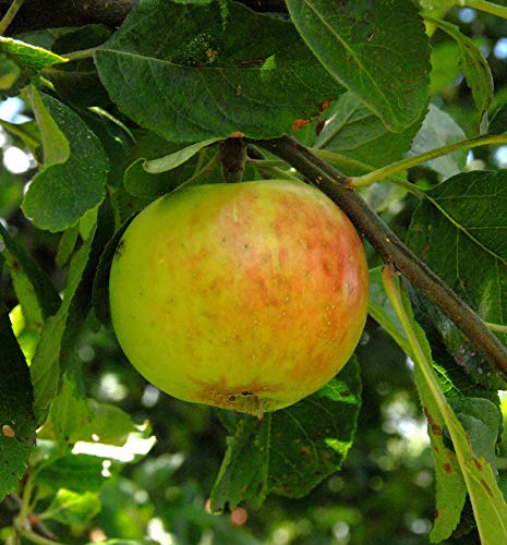 Apfelbaum Gravensteiner 60-80cm - saftig und locker