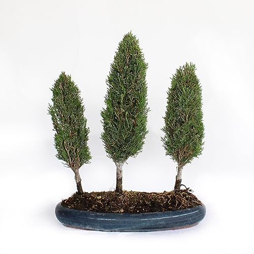 KENTIS - Bonsaï Cupressus Sempervirens - Bonsaï Bosquet de 3 Cyprès - Vraies Plantes d'Extérieur - Pot en Céramique Artisanal - H 40-45 cm Pot Ø 33 cm