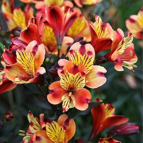 Plant Theory Indian Summer Peruvian Lily Perennials Flowering Plants Alstroemeria 2L Pot