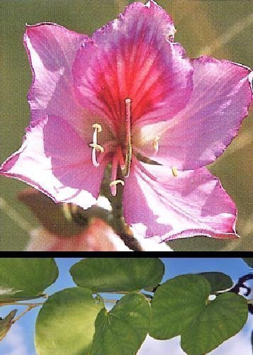 Tropica - albero di orchidee (Bauhinia variegata) - 8 semi
