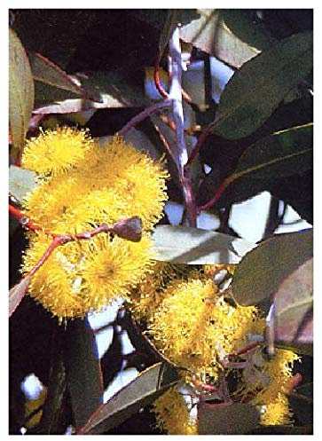 - Eucalyptus della neve (Eucalyptus pauciflora ssp. niphophila) - 250 Semi- Resistente al freddo