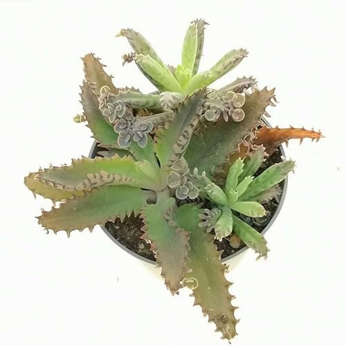 Kalanchoe Daigremontiana Planta Sanadora La Opción Natural para Cuidar tu Bienestar