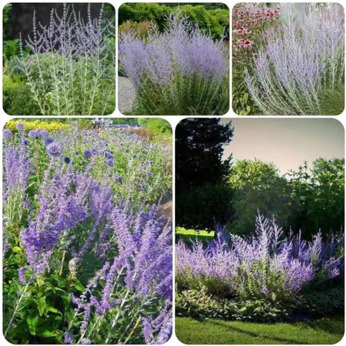 150 pcs Blauraute pflanze winterhart samen - bonsai topf balkonpflanzen,Perovskia abrotanoides, zimmerpflanze flowers blumendeko dachbegrünung garten pflanzen pflanzensamen