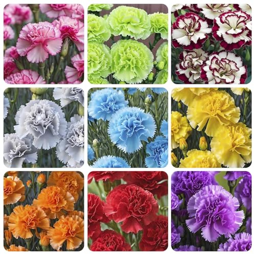5200+ Mix Carnation Seeds for Home Garden - Non-GMO Heirloom Seeds - Fragrant, Open Pollinated