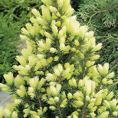 Picea glauca 'Daisy's White' Conifera Sempreverde Compatta Pianta da Giardino da Esterno in Vaso – Ideale per Aiuole, Bordure e altro
