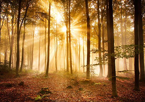 wandmotiv24 Fototapete Wald am Morgen, XXL 400 x 280 cm - 8 Teile, Wanddeko, Wandbild, Wandtapete, Sonne, Licht-strahl, Entspannung M0391