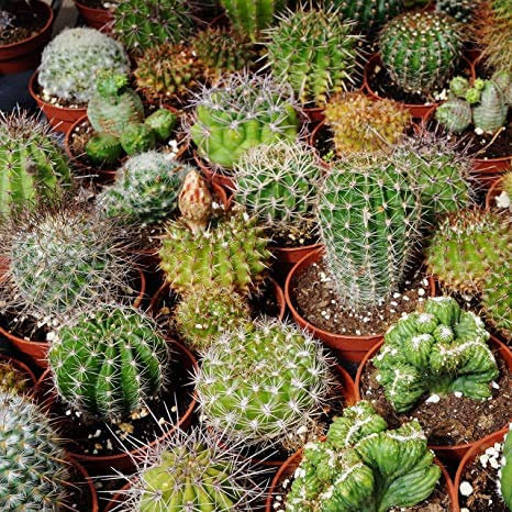 Semillas 200pcs mezcla Cactus Suculentas japoneses Semillas de la mini planta de interior rara flor roja del jardín Para el hogar