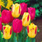 Tulpenzwiebeln Winterhart MehrjäHrig Tulpenzwiebeln Winterhart Tulpen Pflanzen Aus Holland Tulpen Zwiebeln Mix,Gärten Geschenk bereit MehrjäHrige Knollenpflanze Im Topf Pflanzen-20zwiebeln-e