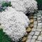 1000 pièces graines de thym, thym serpolet couvre-sol, graines de fleurs faciles à planter, multicolores, graines de thym rampantes, outil de jardinage pour cour, des graines (Blanc)