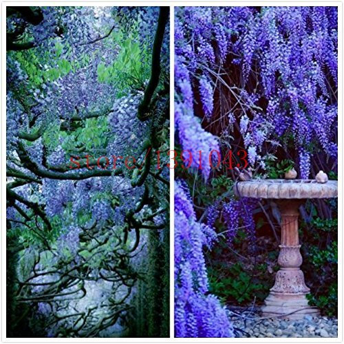 10 semi di piante di glicine esterno semi viola glicine di fiori per il giardino di casa fai da te fiori Climb rattan