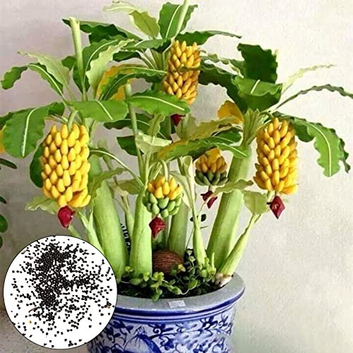 300 semillas de árbol de plátano enanas unids/bolsa de rápido crecimiento, pequeñas semillas de árbol de plátano nutritivas y prolíficas para el jardín Amarillo
