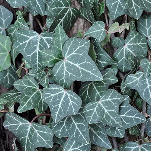 Kölle Gewöhnlicher Efeu, Hedera helix 'Plattensee', 2er Set, im 2 l Topf