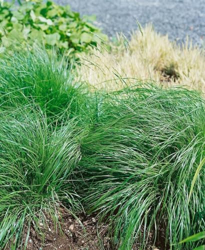 Sporobolus heterolepis 9x9 cm Topf – Winterhart, Mehrjährig, Pflegeleicht – Präriegras – Ziergras für Beet & Steingarten