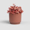Artevasi Echo Pot, Flower Pot, Home Decoration, 16,5cm Diameter, Terracotta