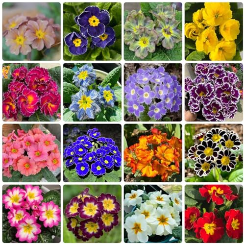 150 Pcs Primeln Pflanze Samen - Bonsai Samen, Steingartenpflanzen Winterhart, Primeln Samen, Primula Malacoides, Stauden Winterhart Mehrjährig, Blumenmischung, Wildblumen Balkonblumen