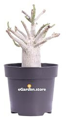Pianta di Adenium Baobab Pianta di Falso Baobab Pianta di Rosa del Deserto pianta da interno pianta da eserno pianta oramentale da arredo pianta vera venduta da eGarden.store