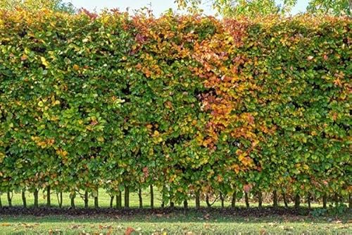 15st. Hainbuchen 150-200cm ohne Topf gemessen Heckenpflanzen Carpinus betulus Hecke Weißbuche Gartenhecke Hainbuche Heckenpflanzen