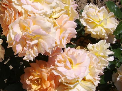 Ghislaine De Feligonde - Climbing Rose - Yellow/Orange Blooms - Fragrant - 4L Potted