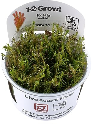 Tropica Rotala Wallichi 1-2-Grow