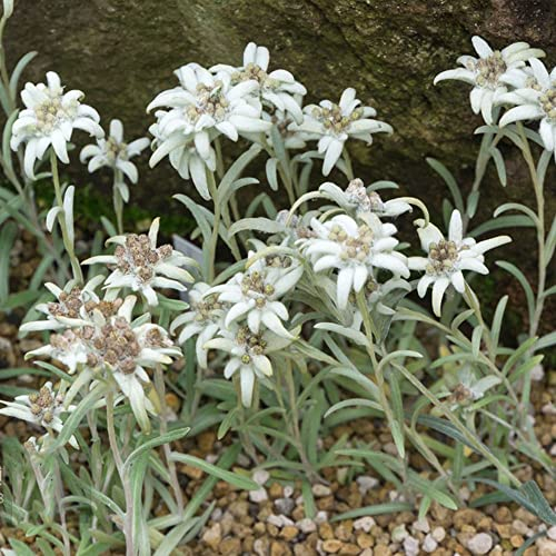 Edelweiss Pflanze Samen, Leontopodium Alpinum, Deko Büro Winterharte Pflanzen Für Garten Flowers Blumensamen Bienenwiese Garten Geschenke Für Männer Seeds Bonsai Topf Exotische 100 Stück