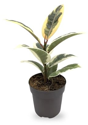 Ficus el Tineke - Variegated Rubber Plant 25cm (11cm Nursery Pot)