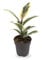 Ficus el Tineke - Variegated Rubber Plant 25cm (11cm Nursery Pot)