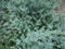 100 x Podocarpus lawrencei 'Blue Gem' (Steineibe) Bodendecker/Buchs/BuxusErsatz - TOP für kleine Hecken